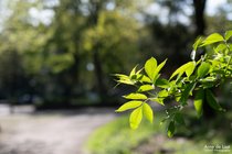 APL_277896